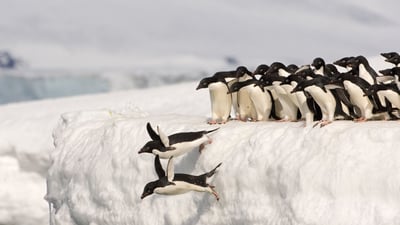 Bing wallpaper October 5, 2026. Pinguins-de-adélia, Antártica (© Otto Plantema/Minden Pictures)