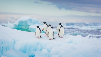 Bing wallpaper April 24, 2023. Adélie penguins in Antarctica (© David Merron Photography/Getty Images)