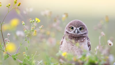 Bing wallpaper August 4, 2026. Florida burrowing owlet, Cape Coral, Florida, United States (© mlorenzphotography/Getty Images)