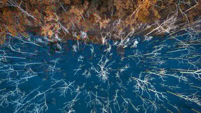 Bing wallpaper June 6, 2019. Advancetown lake and forest, Gold Coast, Queensland, Australia (© AzmanL/E+/Getty Images)