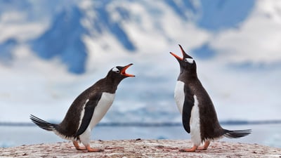 Bing wallpaper December 23, 2019. Gentoo penguins airing grievances in Antarctica (© Grafissimo/Getty Images)