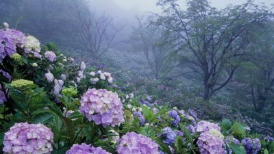Bing wallpaper June 10, 2023. 美の山公園, 埼玉県 秩父市 (© SOURCENEXT/Alamy Stock Photo)