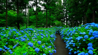 Bing wallpaper June 26, 2026. あじさいの花房, 岩手県 奥州市 (© nattya3714/Getty Images)