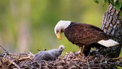 Bing wallpaper June 20, 2019. Bald eagles in Anchorage, Alaska (© Ron Niebrugge/Alamy)