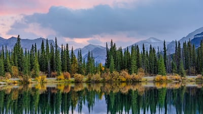 Bing wallpaper March 25, 2026. Pine trees reflected in the Forgetmenot Pond in Kananaskis Country, Alberta (© chinaface/Getty images)