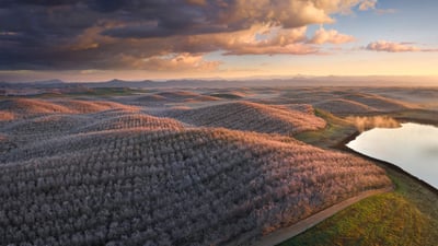 Bing wallpaper February 24, 2024. Almond trees in full bloom, California (© Jeffrey Lewis/Tandem Stills + Motion)