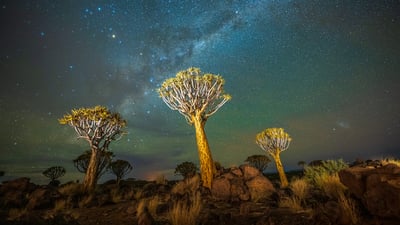 Bing wallpaper November 11, 2025. Quiver trees at night with the Milky Way, Keetmanshoop, Namibia (© Wim van den Heever/naturepl.com)