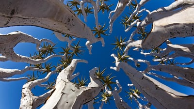 Bing wallpaper May 27, 2023. Quiver trees in Namibia (© Fotofeeling/DEEPOL by plainpicture)