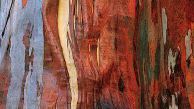 Bing wallpaper March 30, 2019. Alpine eucalypt bark in Tasmania, Australia (© Australian Scenics/Getty Images)