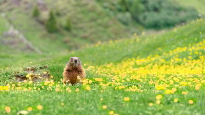 Bing wallpaper February 2, 2024. Marmot peeking out of its burrow (© Scacciamosche/Getty Images)