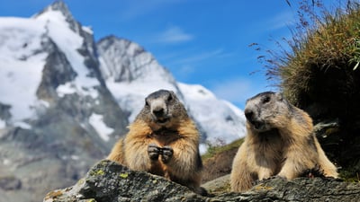 Bing wallpaper January 31, 2026. Des marmottes des Alpes, Parc National des Hohe Tauern, Autriche (© Raimund Linke/Getty Images)