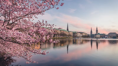 Bing wallpaper March 24, 2025. Kirschblüten am Ufer der Alster bei Sonnenuntergang, Hamburg (© Westend61/Getty Images)