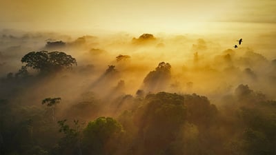 Bing wallpaper June 22, 2022. Yasuní National Park in Amazonian Ecuador (© Paul Bertner/Minden Pictures)