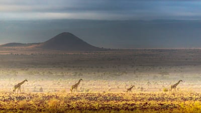 Bing wallpaper November 25, 2024. Masai giraffes, Amboseli National Park, Kenya (© Art Wolfe/DanitaDelimont.com)