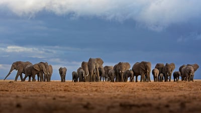 Bing wallpaper August 11, 2019. Elephants in the Amboseli National Park, Kenya (© Adam Bannister/Offset)