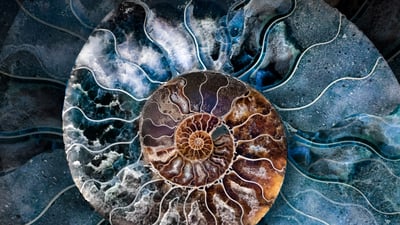 Bing wallpaper November 23, 2021. Cross-section of a fossilized ammonite shell (© Marianna Armata/Getty Images)