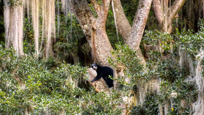 Bing wallpaper April 27, 2026. Ours à lunettes se reposant dans un arbre, Équateur (© Andy Rouse/Nature Picture Library)