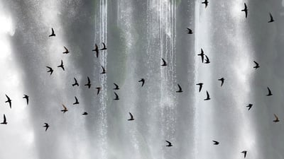 Bing wallpaper March 10, 2025. Bando de andorinhões-velhos (Cypseloides senex) em frente às Cataratas do Iguaçu, Paraná (© Angelo Gandolfi/Minden PIctures)