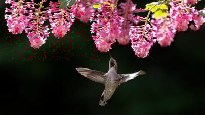 Bing wallpaper June 2, 2024. Female Anna's hummingbird, Canada (© Devonyu/iStock/Getty Images)