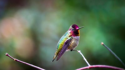 Bing wallpaper September 4, 2021. Anna's hummingbird (© Dee/Getty Images)