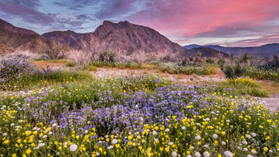 Bing wallpaper March 15, 2024. Anza-Borrego Desert State Park, California (© Stephen Matera/Tandem Stills + Motion)