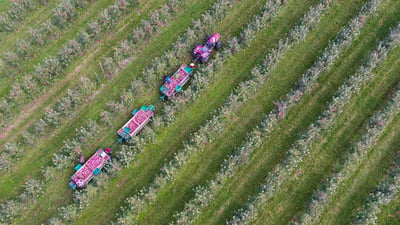 Bing wallpaper September 27, 2020. Apfelernte bei Kippenhausen, Immenstaad am Bodensee, Baden-Württemberg (© Felix Kästle/picture alliance via Getty Images)