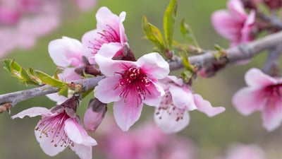 Bing wallpaper April 25, 2026. Pommier en fleur, Avila Beach, Californie, États-Unis (© Mimi Ditchie Photography/Getty Images)