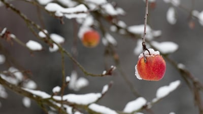 Bing wallpaper January 11, 2020. A red apple clings to a broken branch heavy with snow, Coburg, Bavaria, Germany (© griangraf/iStock/Getty Images)