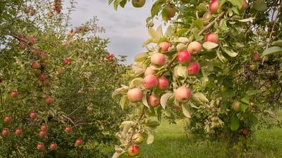 Bing wallpaper October 19, 2025. Apples ready for harvest, Minnesota, United States (© Tammi Mild/Getty Images)