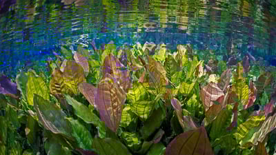 Bing wallpaper March 14, 2023. Underwater river scene with freshwater plants and tetra fish, Aquário Natural, Rio Baia Bonito, Mato Grosso do Sul, Brazil (© Michel Roggo/Minden Pictures)
