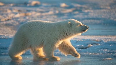 Bing wallpaper February 26, 2026. Ours polaire sur la banquise, Refuge Faunique National de l’Arctique, Alaska, États-Unis (© Steven Kazlowski/naturepl.com)