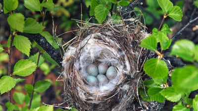 Bing wallpaper April 30, 2020. Hoary redpoll nest in Lapland, Finland (© Maximilian Buzun/Alamy)