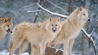 Bing wallpaper January 28, 2021. Arctic wolf family in Canada (© 4FR/Getty Images)