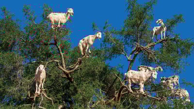 Bing wallpaper June 29, 2020. Goats in an argan tree near Essaouira, Morocco (© Nizz/Shutterstock)