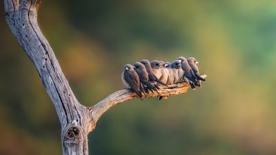 Bing wallpaper July 24, 2025. Family of ashy woodswallows perched on a branch in Thailand (© Captain Skyhigh/Getty Images)