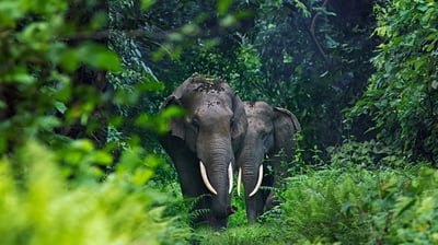 Bing wallpaper September 12, 2021. Asian elephants in West Bengal, India (© Avijan Saha/Minden Pictures)