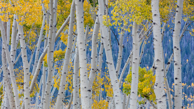 Bing wallpaper September 22, 2025. Aspen trees during fall, Fishlake National Forest, Utah (© Danita Delimont/Getty Images)