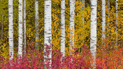 Bing wallpaper November 21, 2024. Aspen trees in autumn, Stewart-Cassiar Highway, British Columbia, Canada (© Yva Momatiuk and John Eastcott/Minden Pictures)