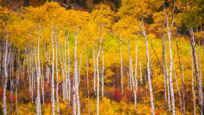 Bing wallpaper October 9, 2024. Aspens in the White River National Forest, Colorado (© Jason Hatfield/Tandem Stills + Motion)