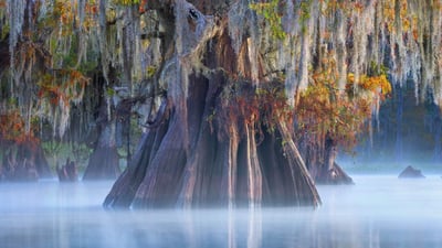 Bing wallpaper November 24, 2019. A bald cypress in the Atchafalaya Basin, Louisiana (© Chris Moore/Tandem Stills + Motion)