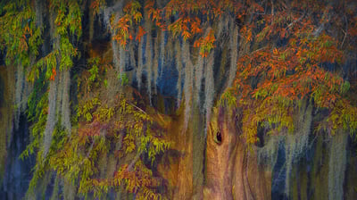 Bing wallpaper October 21, 2021. Atchafalaya Basin, Louisiana, USA (© Chris Moore/Exploring Light Photography/Tandem Stills + Motion)