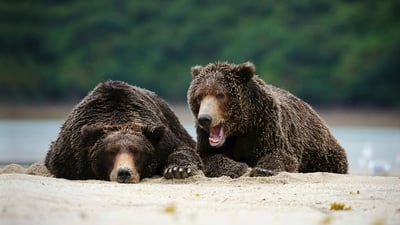 Bing wallpaper August 23, 2019. Brown bears in Katmai National Park, Alaska, USA (© imageBROKER/SuperStock)