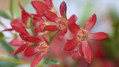Bing wallpaper December 7, 2020. Macro shot of NSW Christmas bush (© Michael Leslie/Shutterstock)