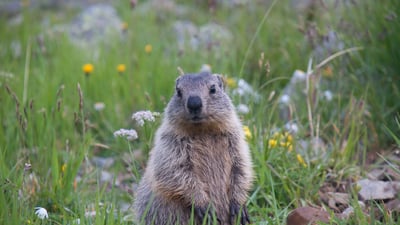 Bing wallpaper February 2, 2025. Young alpine marmot (© Jonas Fichtner-Pflaum/Getty Images)