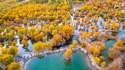 Bing wallpaper October 26, 2025. 被胡杨树围绕着的湖, 金塔县, 酒泉, 甘肃, 中国 (© Feng Wei Photography/Getty images)