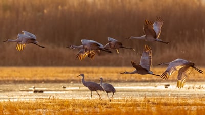 Bing wallpaper October 30, 2026. Sandhill cranes, Bosque del Apache National Wildlife Refuge, New Mexico, USA (© Terry St.Louis/Getty Images)