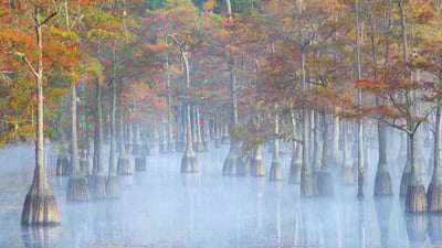 Bing wallpaper October 21, 2024. Cypress trees in George L. Smith State Park, Georgia (© Chris Moore/TANDEM Stills + Motion)