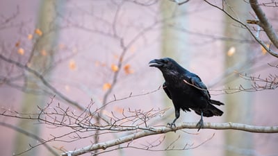 Bing wallpaper October 30, 2023. Common raven sitting on a branch (© WildMedia/Shutterstock)