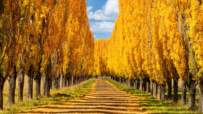Bing wallpaper September 11, 2019. Poplar trees in New England, New South Wales, Australia (© ILYA GENKIN/Alamy)