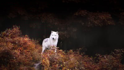 Bing wallpaper November 1, 2021. A lone wolf standing tall amid autumn colours near Montebello, Que. (© Thousand Word Images by Dustin Abbott/Getty Images)